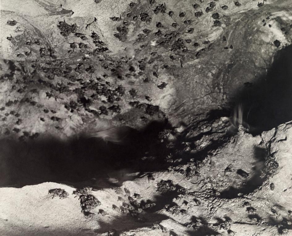 Хэллоуин еще не кончился: лучшие фотографии летучих мышей от NatGeo - Изображение 2 Хэллоуин еще не кончился: лучшие фотографии летучих мышей от NatGeo - Изображение 2